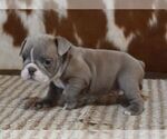 Small English Bulldog