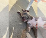Small #2 American Staffordshire Terrier Mix