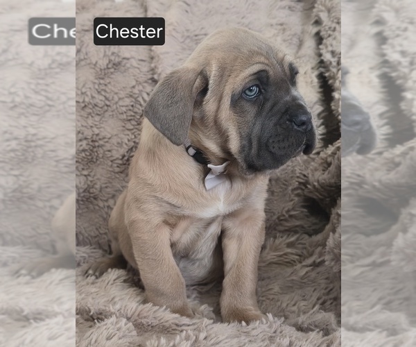 Medium Photo #2 Cane Corso Puppy For Sale in MINERAL WELLS, WV, USA