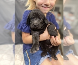 Labradoodle-Poodle (Standard) Mix Puppy for sale in N HIGHLANDS, CA, USA
