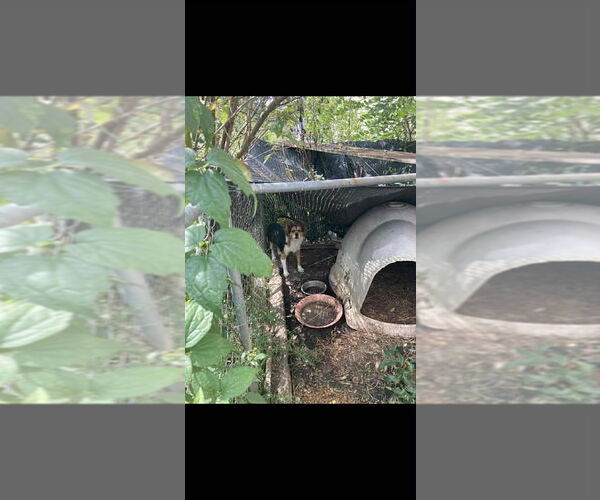 Medium Photo #2 Mutt Puppy For Sale in Aurora, IN, USA