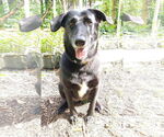 Small #10 Labrador Retriever Mix