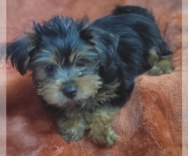 Medium Photo #322 Yorkshire Terrier Puppy For Sale in AKRON, OH, USA