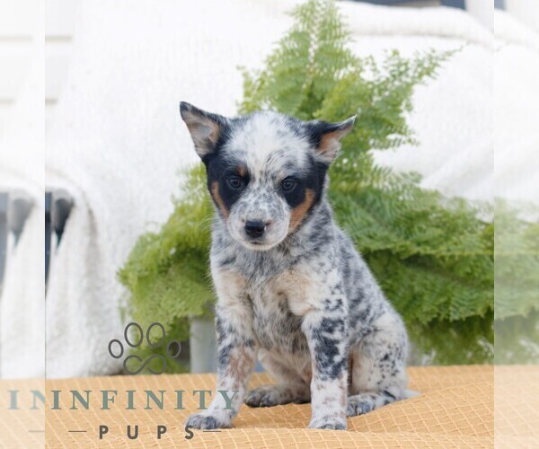 Medium Photo #3 Australian Cattle Dog Puppy For Sale in ATGLEN, PA, USA
