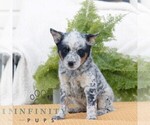 Small #2 Australian Cattle Dog