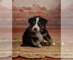 Puppy Oreo Australian Shepherd