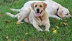 Small Photo #1 Labrador Retriever Puppy For Sale in ATMORE, AL, USA