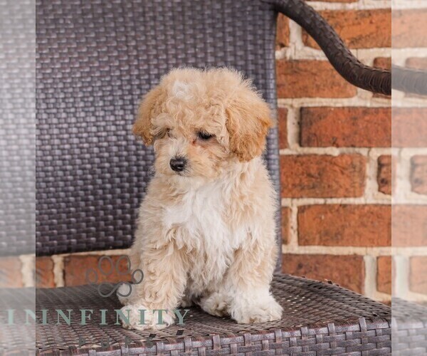Medium Photo #3 Poodle (Toy)-Zuchon Mix Puppy For Sale in NEWVILLE, PA, USA