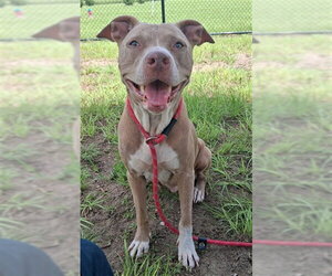 Mutt Dogs for adoption in Ocala, FL, USA
