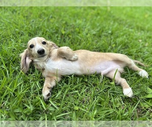 Dachshund Puppy for Sale in BILOXI, Mississippi USA