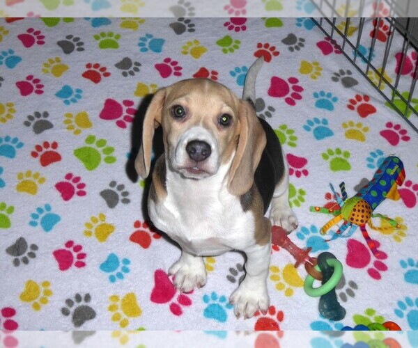 Medium Photo #12 Beagle Puppy For Sale in ORO VALLEY, AZ, USA