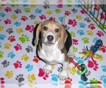 Small #11 Beagle