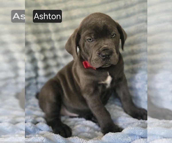 Medium Photo #6 Cane Corso Puppy For Sale in MINERAL WELLS, WV, USA