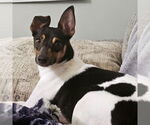 Small #2 Rat Terrier
