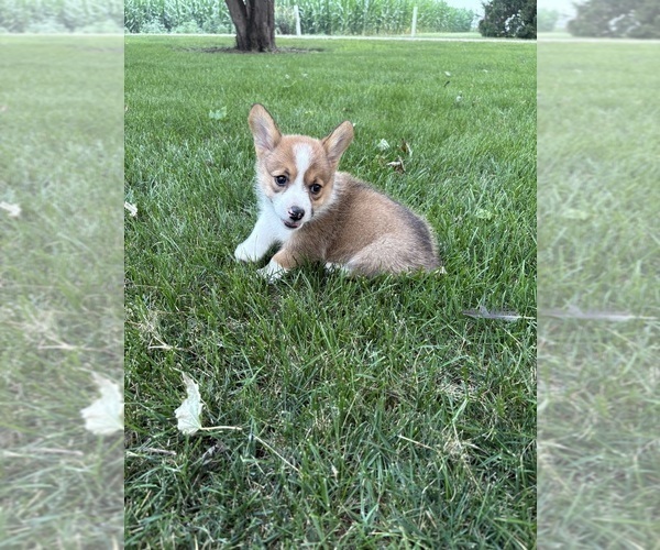 Medium Photo #21 Pembroke Welsh Corgi Puppy For Sale in MILFORD, IN, USA