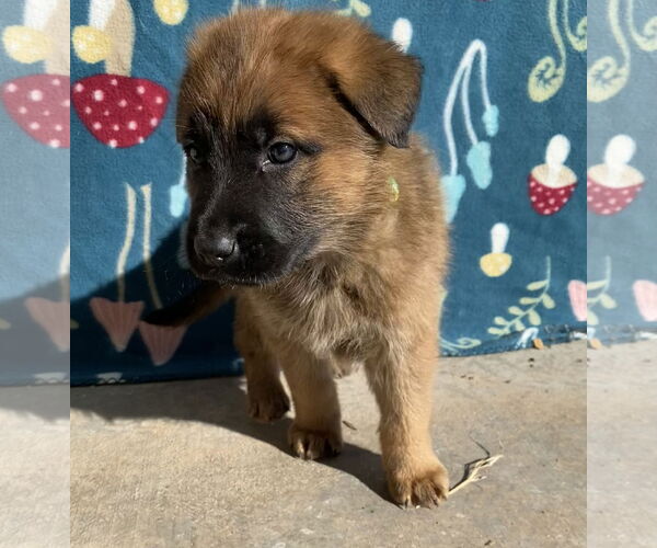 Medium Photo #7 German Shepherd Dog-Unknown Mix Puppy For Sale in Cottonwood, AZ, USA