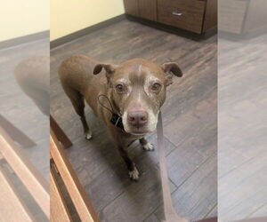 Mutt Dogs for adoption in Springdale, PA, USA