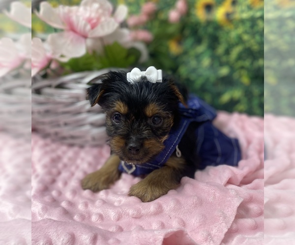 Medium Photo #4 Shorkie Tzu Puppy For Sale in SELLERSBURG, IN, USA