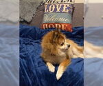 Small #3 Pomeranian