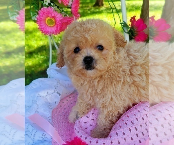 Medium Photo #2 Maltipoo Puppy For Sale in EASTON, PA, USA