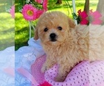 Small Photo #2 Maltipoo Puppy For Sale in EASTON, PA, USA