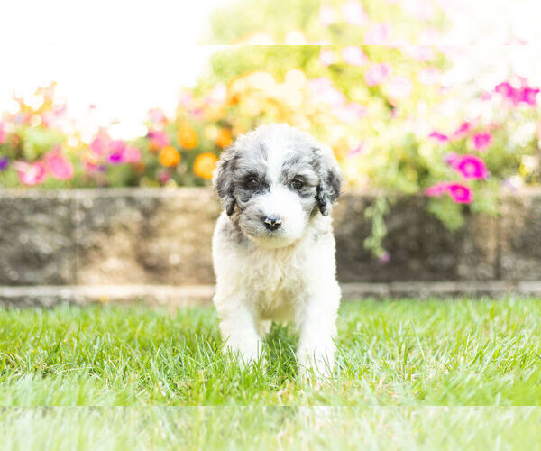 Medium Photo #1 Labradoodle Puppy For Sale in NAPPANEE, IN, USA