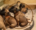 Small Photo #14 Belgian Malinois Puppy For Sale in LABADIE, MO, USA