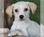Small #2 Chihuahua-Colonial Cocker Spaniel Mix