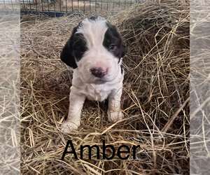 English Springer Spaniel Puppy for sale in MARTVILLE, NY, USA