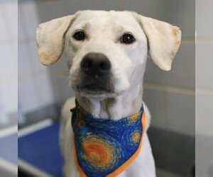 Labrador Retriever-Unknown Mix Dogs for adoption in San Antonio, TX, USA
