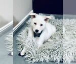 Small #9 German Shepherd Dog Mix