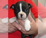 Small Photo #1 Boston Terrier Puppy For Sale in CRKD RVR RNCH, OR, USA