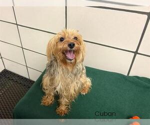 Mutt Dogs for adoption in Fort Wayne, IN, USA