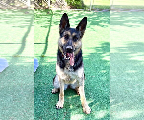 Medium Photo #1 German Shepherd Dog Puppy For Sale in Spring Lake, NJ, USA