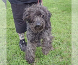 Laine - Female Mutt Dog for Adoption - Photo #5