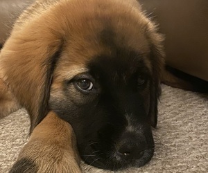 Mastiff-Saint Bernard Mix Puppy for sale in CATONSVILLE, MD, USA