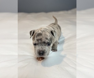 American Bully Puppy for Sale in LANCASTER, Pennsylvania USA