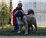 Small Photo #3 Caucasian Shepherd Dog Puppy For Sale in Zarnesti, Brasov, Romainia