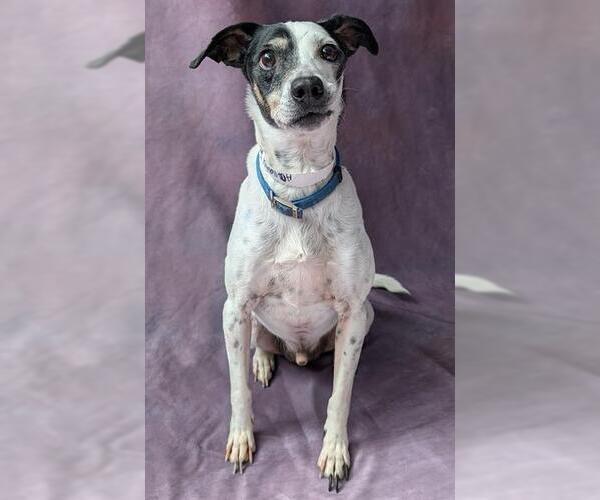 Medium Photo #1 Mutt Puppy For Sale in Frisco, CO, USA