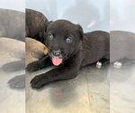 Small German Shepherd Dog