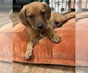 Dachshund-Unknown Mix Dogs for adoption in Plainfield, IL, USA