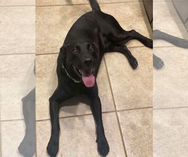 Medium Photo #2 Mutt Puppy For Sale in Gulfport, MI, USA