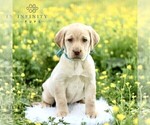 Small Photo #1 Labrador Retriever Puppy For Sale in COATESVILLE, PA, USA