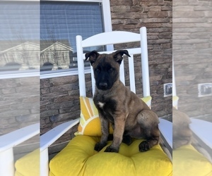 Malinois Puppy for sale in GREENVILLE, SC, USA