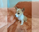 Small #1 Pembroke Welsh Corgi