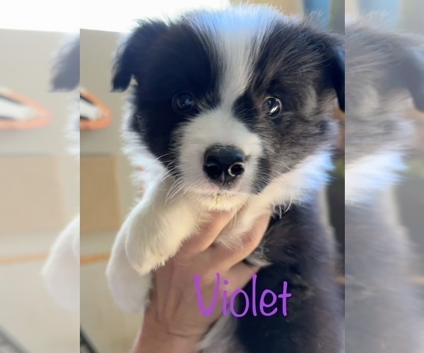 Medium Photo #4 Border Collie Puppy For Sale in CAMAS, WA, USA