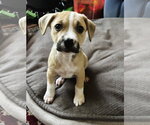 Small American Pit Bull Terrier-Black Mouth Cur Mix