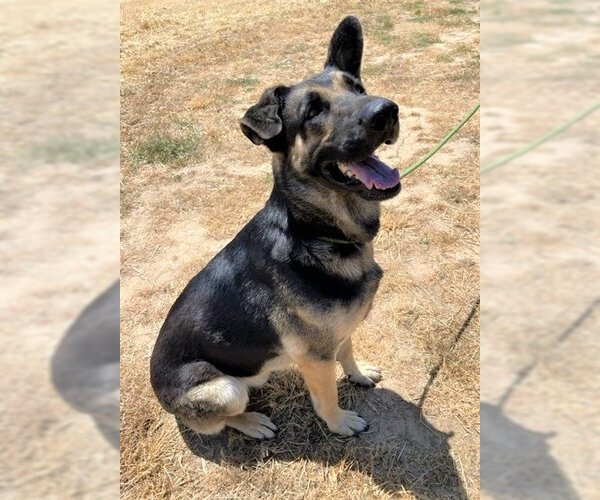 Medium Photo #6 German Shepherd Dog Puppy For Sale in Chico, CA, USA