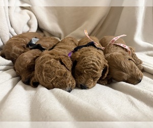 Goldendoodle (Miniature) Puppy for Sale in HOLLY SPRINGS, Mississippi USA