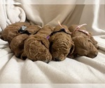 Small Goldendoodle (Miniature)